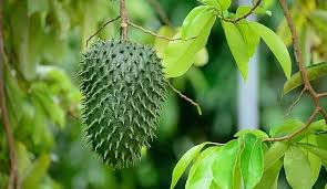 Image result for Annona muricata