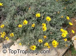 Image result for Arctotis