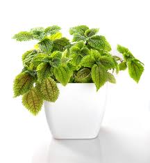 Image result for Pilea angolensis