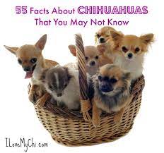 55 Facts About Chihuahuas That You May Not Know I Love My Chi Chihuahua Dogs Chihuahua Puppies Chihuahua