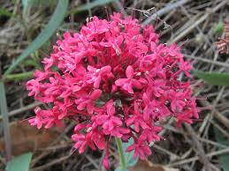 Image result for Centranthus