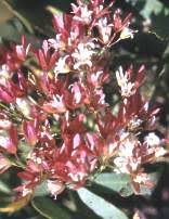 Image result for Loxostylis