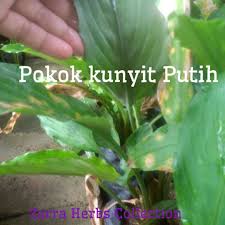 Jika dalam bahasa indonesia berakhiran dengan huruf 'a', maka dalam bahasa minang kata tersebut akan berubah menjadi berakhiran dengan huruf 'o'. Pokok Kunyit Putih Curcuma Zedoaria Is A Perennial Herb And Member Of The Genus Curcuma Family Zingiberaceae Shopee Malaysia