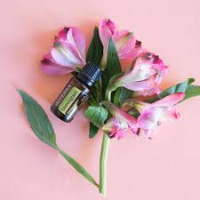 People have distilled essential oils for centuries. Lemongrass Oil Uses And Benefits Doterra Essential Oils DÅterra Essential Oils
