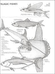 The biology coloring workbook, 2nd edition uses the act of coloring. Marine Biology Coloring Book Harpercollins 9780062737182