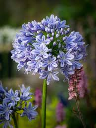 4.3 out of 5 stars 56. Agapanthus Full Moon Fairweathers Garden Centre