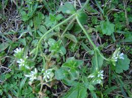 Image result for Cerastium glomeratum