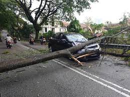 Galeri rundingan baling rosak akibat ditimpa pokok tumbang. Pokok Tumbang In English Malaybuit