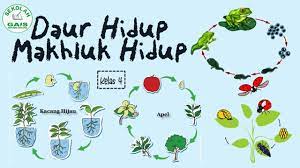 Siklus hidup penyakit embun tepung dilalui dengan. Daur Hidup Tumbuhan Kacang Hijau Masnurul