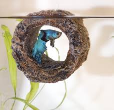 A Natural Looking Floating Log For Your Pet Betta To Sleep Play Breed Feed Or Blow A Bubblenest In Betta Fish Betta Pets