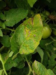 Image result for tomato seedling xanthomonas vesicatoria