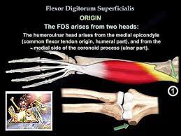 The flexor tendons of the digits enter the carpal tunnel in a generally consistent anatomic relationship. Flexor Digitorum Superficialis Everything You Need To Know Dr Nabil Ebraheim Youtube