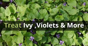 Maybe you would like to learn more about one of these? Article Ground Ivy Wild Strawberry Wild Violet Blue Grass Lawn Care Landscaping Service