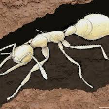 Lentamente si torna alla normalità eppure siamo consapevoli anche. Worker Of Martialis Heureka Foraging In A Subterranean Tunnel This Download Scientific Diagram