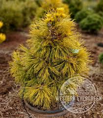Image result for Marsdenia sylvestris