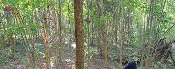 App per non perdersi nel bosco. Ancora Droga Tra Merone E Monguzzo Scoperto Un Bivacco Nei Boschi Cronaca Merone