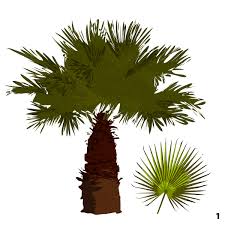 Jun 10, 2019 · the post so so so many of you have been asking for! Los Angeles Trees And Flowers An Illustrated Guide Curbed La