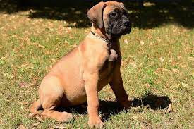 Minimum of 4 dogs earning titles. Bullmastiff Price Range Bullmastiff Puppies For Sale Price Bullmastiff Cost