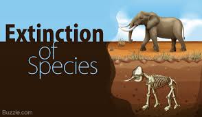 How Do Humans Affect The Environment Extinction Of Species Teaching Ecology Species Extinction Global Warming