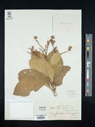 Image result for Cordia torrei