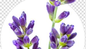 فوائد عشبة اللافندر وقيمتها الغذائية للبشرة والشعر Plants