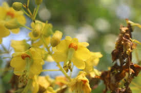 Image result for Caesalpinia cassioides