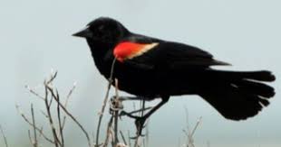 Black Bird With Orange Wings Ohio How To Go Birding In The Santa Monica Mountains Black Bird Bird Pictures Bird