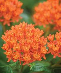 There is an amazing array of ground cover roses to choose from, but the. Ground Covers Low Growing Perennial Seeds Plants Burpee Com