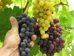 Maybe you would like to learn more about one of these? Ini Dia 10 Langkah Mudah Membudidayakan Tanaman Buah Anggur Agar Tumbuh Dengan Maksimal Berkualitas Dan Produktif Jualbenihmurah Com