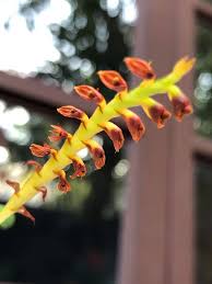 Image result for Bulbophyllum oreonastes