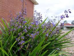 Image result for Dianella
