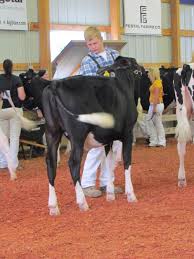 Minnesota State Holstein Show 2013