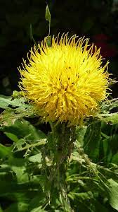 Pin On My English Country Garden