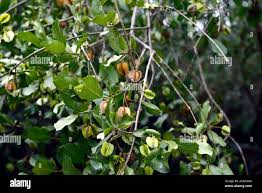 Image result for Combretum apiculatum