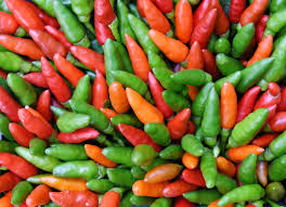 Image result for Capsicum frutescens