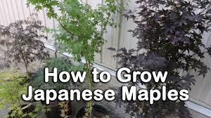 All About Japanese Maples Weeping And Upright Varieties Heights Leaf Color Information Youtube Japanese Maple Japanese Garden Plants Leaf Coloring