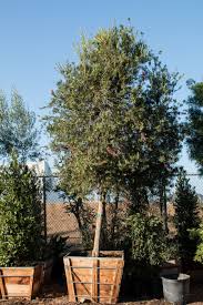 Image result for Senecio viminalis