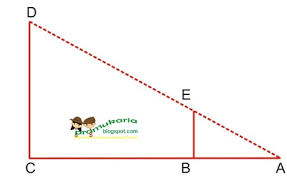 30 soal untuk materi tentaang sku penggalang rakit jawabanku id. Menaksir Tinggi Pohon Gerakan Pramuka