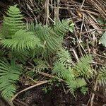 Image result for Christella hispidula