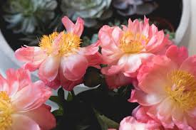 These fulsome blooms smell as pretty as they look. Ask Ella What Are The Most Fragrant Flowers For Bouquets Garden Collage Magazine