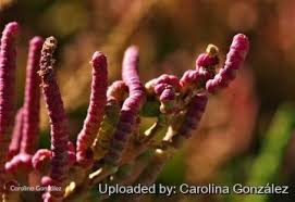 Image result for Sarcocornia