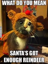Cute Animals Funny Animal Pictures Funny Cat Memes