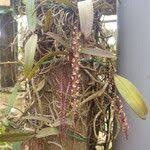 Image result for Rhipidoglossum rutilum