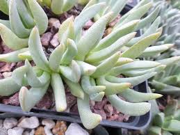 Image result for Hereroa