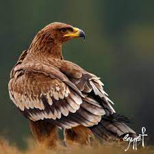 بداية حياة جديدة بداية المستقبل. Experienceegypt On Twitter Steppe Eagle Is The National Bird Of Egypt And It Is The Symbol Included On The Egyptian Https T Co Dwmidrsqhh Can You Distinguish It It Has A Reddish Brown Patch On Its