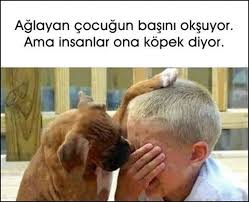 Hangi Hayvandan Ne Zarar Gelecegi Az Cok Anlasilir Ya Rabbim Sen Insandan Koru Bizi Goruntuler Ile Kopek Hayvan Komik Hayvan