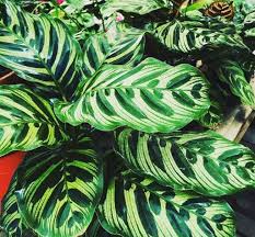 Piante da esterno e da giardino. Come Coltivare Maranta Guida Per Principianti