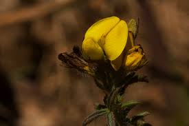 Image result for Adenocarpus