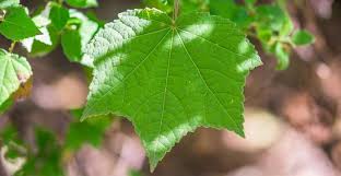 Image result for Pavonia burchellii