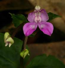 Image result for Disperis